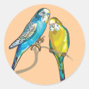 Sök efter parakiter klistermärken Budgie