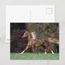 Sök efter arabisk hingst vykort Djur