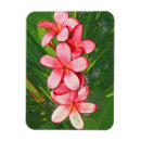 Sök efter rosa plumeria magneter Blommor