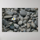 Sök efter singel posters Blomma