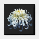 Sök efter chrysanthemum magneter Trädgård