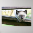 Sök efter innekatt posters Siamesisk katt