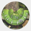 Sök efter ormar klistermärken Grönt