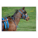 Sök efter selen kort Sele tävla