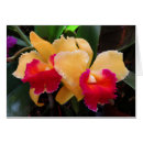 Sök efter cattleya Blommigt