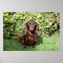 Sök efter solbränna posters Hund