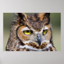 Sök efter horned uggla posters Bubo virginianus