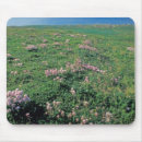 Sök efter aleutian Natur
