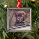 Sök efter jul för chokladlabrador Valp