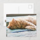 Sök efter långhårig katt vykort För alla