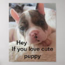 Sök efter pitbull posters Valp