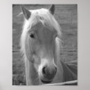 Sök efter haflinger konst Söt