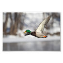 Sök efter gräsand posters Waterfowl