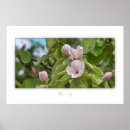 Sök efter floror posters Blomma