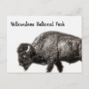 Sök efter bison Nationalpark