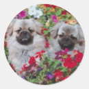 Sök efter spanjor klistermärken Hund