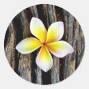 Sök efter plumeria klistermärken Frangipani