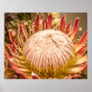 Sök efter proteas posters Blomma