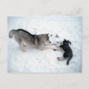 Sök efter husky vykort Söt