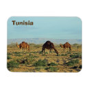 Sök efter tunisia Kamel