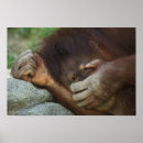 Sök efter primat posters Orangutang