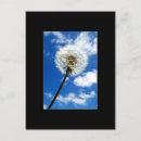 Sök efter wish vykort Dandelion