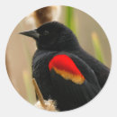 Sök efter winged runda klistermärken Vilda djur