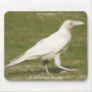 Sök efter sällsynt fotografi Raven