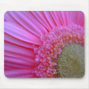 Sök efter rosa gerbera musmattor Blommigt