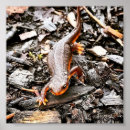 Sök efter salamander posters Natur