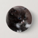 Sök efter fluffigt knappar Katt