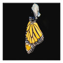 Sök efter kryp fotografi Monarch