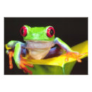 Sök efter grön groda posters Trädgroda