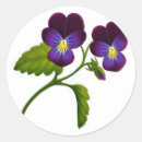 Sök efter pansy klistermärken Fiol