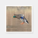 Sök efter gräsandankor Natur