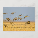 Sök efter grus vykort Flygande