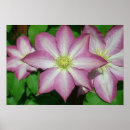 Sök efter clematis konst Lila