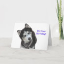 Sök efter husky fotografi Födelsedag