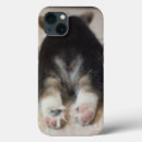 Sök efter corgi iphone fodral Pembroke welsh corgi