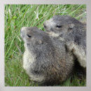 Sök efter marmota posters Natur