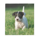 Sök efter valp för jackrussell terrier För alla