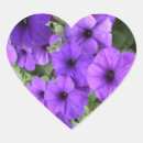 Sök efter petunia Växter