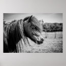 Sök efter svart häst posters Vacker