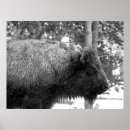 Sök efter parkera affischen Yellowstone
