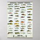 Sök efter sötvatten posters Fisk