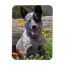 Sök efter varning hund magneter California