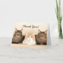 Sök efter maine coon katter fotografi Tack