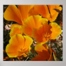 Sök efter poppies posters Blomma