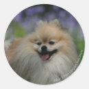 Sök efter flåsande klistermärken Pomeranian