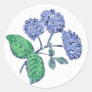 Sök efter vanlig hortensiablomma Blåa blommor